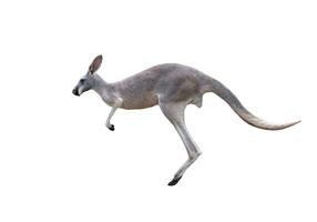 grey kangaroo jumping photo