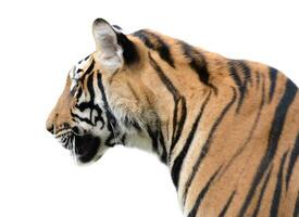 tiger head isolated photo