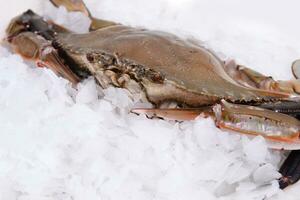 crab freeze in ice photo