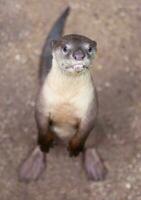 Smooth coated otter photo