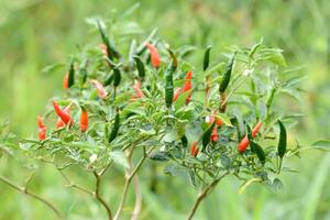 fresh chili on tree photo