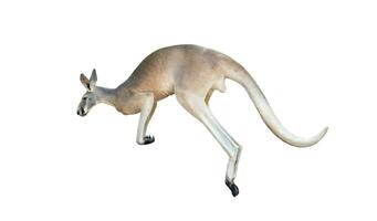 red kangaroo jumping photo
