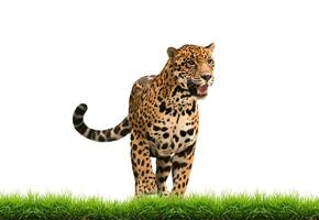 jaguar  panthera onca with green grass isolated photo