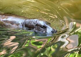 pygmy hippo in the water photo