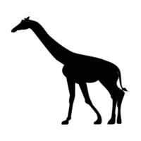 Giraffe black silhouette isolated on white background. the shadow of a giraffe. shadow icon. Guess the name of the animal. Vector illustration.