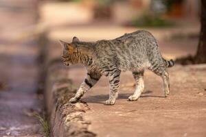 gray feline mammal animal walking on a sidewalk photo