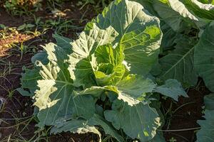 cabbage vegetable plant photo