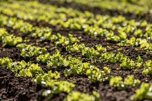 seedlings of lettuce plant photo