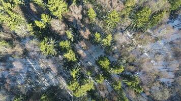 Fir trees and bare birches in winter forest, aerial video