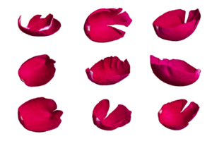 Set of red rose petals on a transparent background, png