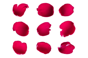 Set of red rose petals on a transparent background, png