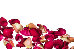 Floating red rose petals isolated on a transparent background, Beautiful rose flower petals on a PNG background