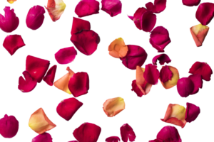 Floating red rose petals isolated on a transparent background, Beautiful rose flower petals on a PNG background