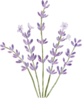 lavanda flor ramo de flores elementos png