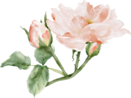 Rose Bouquet Watercolor Element png