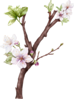 Watercolor Cherry blossom blooming on the branches png