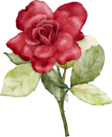 acuarela ramo de flores de rosas y hojas colección png