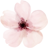 acquerello fiori elementi png