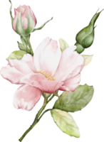 akvarell rosa ros bukett png