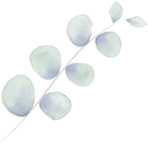 eukalyptus löv gren vattenfärg png