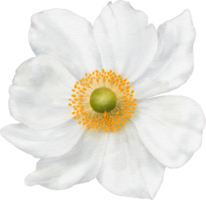 Watercolor Anemone Flower png