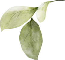 acuarela verde hojas elementos png