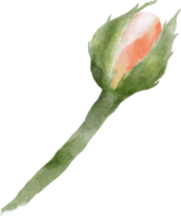 Rosenblüten-Aquarell png