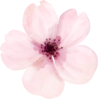 vattenfärg blommor element png