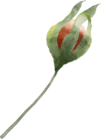 aquarelle fleur rose png