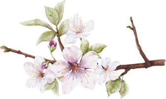 Watercolor Cherry blossom blooming on the branches png