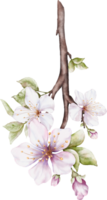 Watercolor Cherry blossom blooming on the branches png