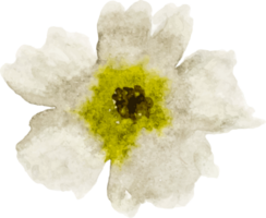 élément de fleur aquarelle png
