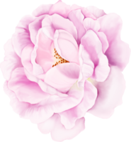 vattenfärg blommor element png