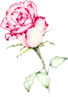 ilustración acuarela rosa png