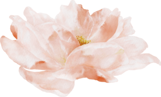 aquarela de flor rosa png