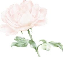 rosa ramalhete aguarela elemento png