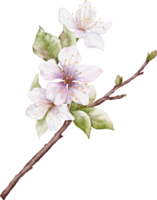 Watercolor Cherry blossom blooming on the branches png