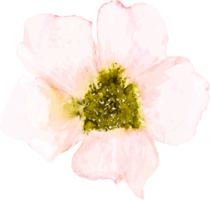 aquarellblumenelement png