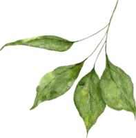 acuarela verde hojas elementos png