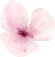 acquerello fiori elementi png