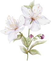 Cerise fleur bouquet aquarelle illustration png
