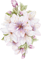 körsbär blomma bukett vattenfärg illustration png