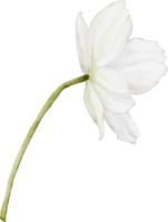 acquerello anemone fiore png