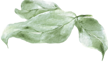 rosa le foglie acquerello png