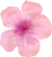 vattenfärg blommor element png