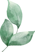 feuille verte aquarelle png