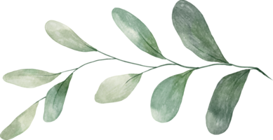 Watercolor Green Leaf png