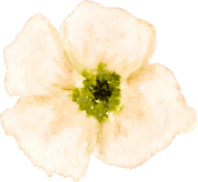 Watercolor Flower Element png