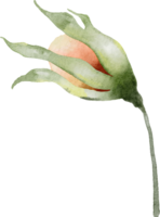 Rose Flower Watercolor png