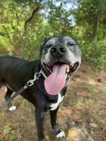 Black Lab Pitbull Mix Dog photo